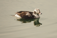 eisente_crop-1