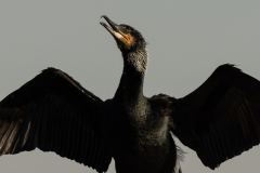kormoran_portrait_100_prozent_crop-1