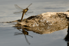 1_1_libelle-1-2