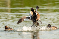 1_pruegel-2