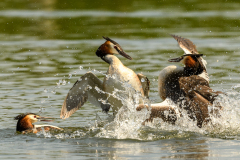 1_pruegel-4