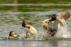 1_pruegel-5