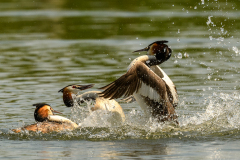 1_pruegel-6