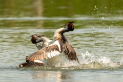 1_pruegel-7