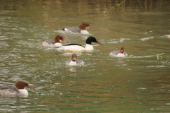 der_rest_vom_see-1-11