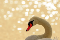 der_rest_vom_see-1-6
