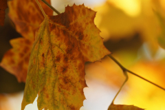 Herbststimmung