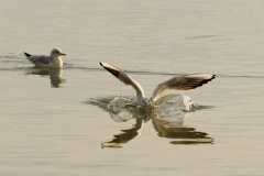 Smart Landing