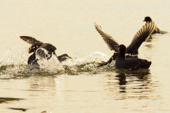 der_rest_vom_see-5-2