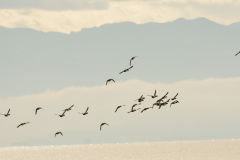 Anflug der Wintergäste