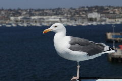 24-70-F-2.8_sea_gull