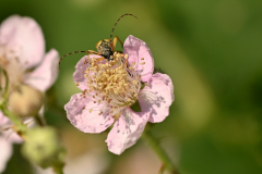 bienen-spinne-cropped-1