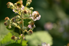 flora-fauna-1-2