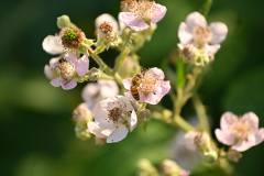 flora-fauna-1
