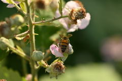 flora-fauna-cropped-1