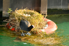 hafen-cropped-1