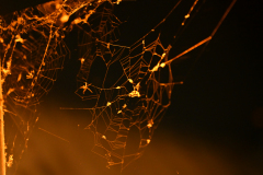 itsy-bitsy-spider-1